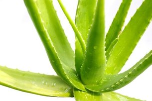 Aloe Vera Gel selbst herstellen