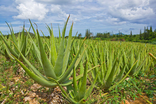 Aloe Vera Plantage