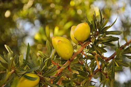 Arganöl-Baum