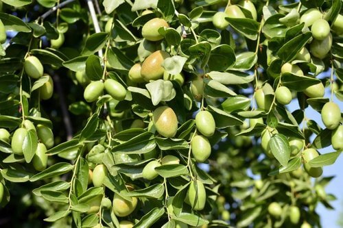 Jojoba-Baum